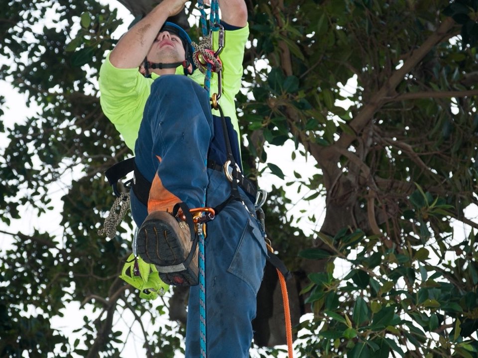 Qualified arborist working in a mature tree during a risk assessment in Fife