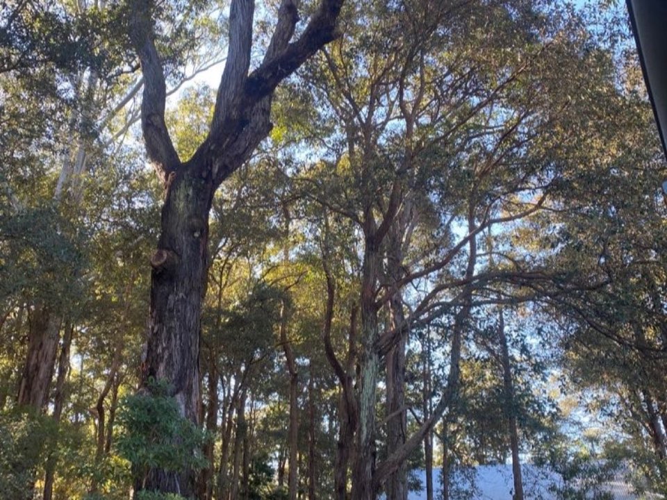 Mature trees in Fife parkland with a property visible in the background